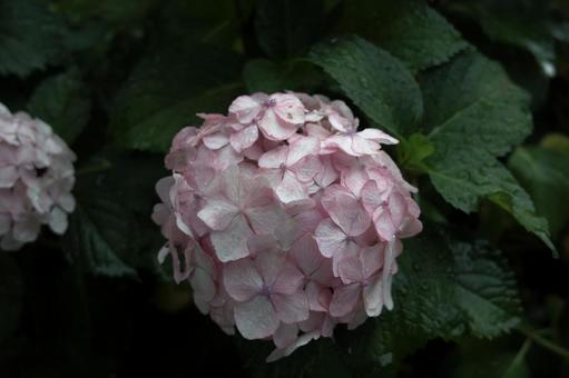 Hydrangea image material, JPG