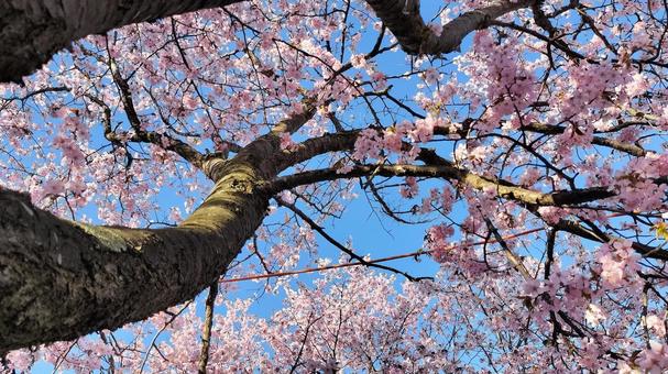 満開の桜の写真