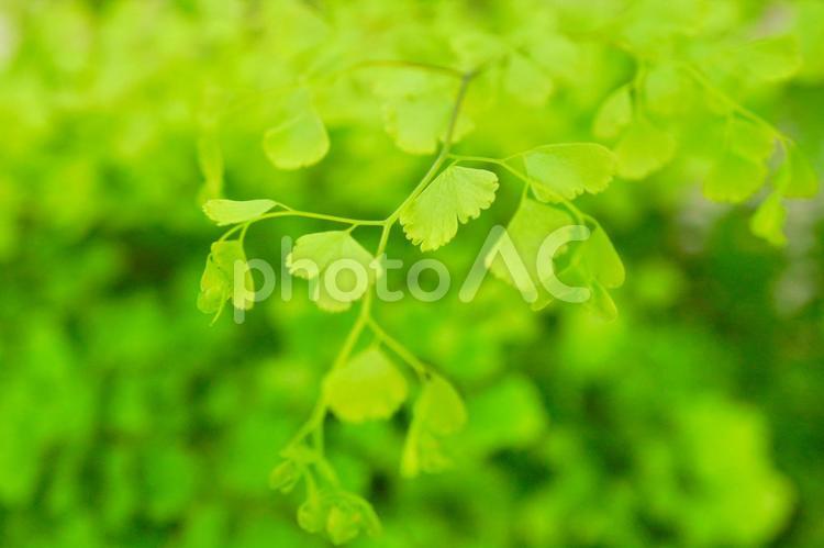 ふわふわ緑のアジアンタム　観葉植物 アジアンタム,観葉植物,ふわふわの写真素材