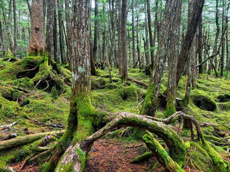長野県　白駒池　苔の森 白駒池,苔の森,苔の写真素材