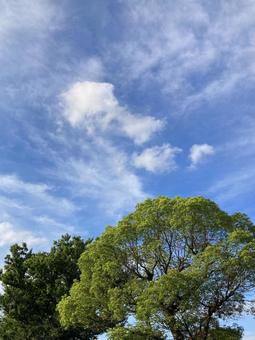 夏空 夏空 夏空,雲,白の写真素材