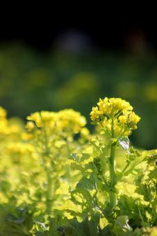 菜の花 自然,キレイ,春の写真素材