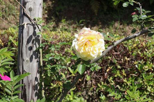 バラ園にて黄色い薔薇を撮りました 花,薔薇,自然の写真素材