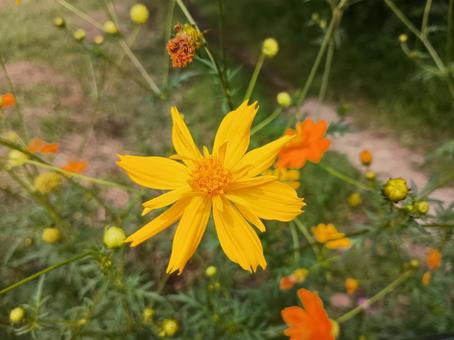 キバナコスモス キバナコスモス,コスモス,黄花秋桜の写真素材