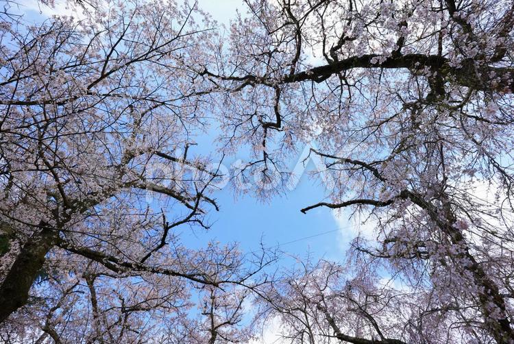 徳佐のしだれ桜  徳佐のしだれ桜,桜,桜並木の写真素材