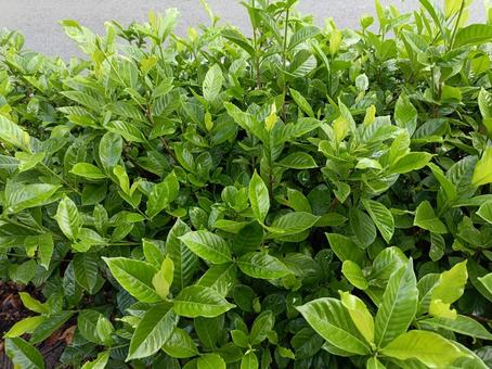 Photo, leaf, implantation, green, 