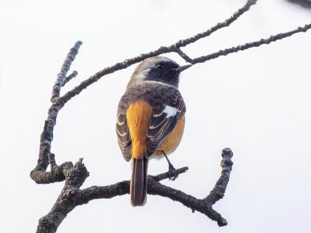 枝にとまるジョウビタキ ジョウビタキ,ジョビオ,ジョウビタキのオスの写真素材