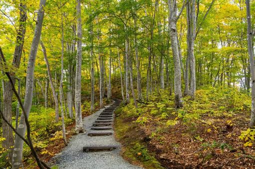 森の紅葉⑶ 森,木々,紅葉の写真素材