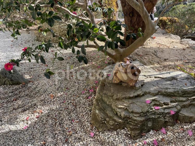 カエルの置物 カエル,蛙,枯山水の写真素材