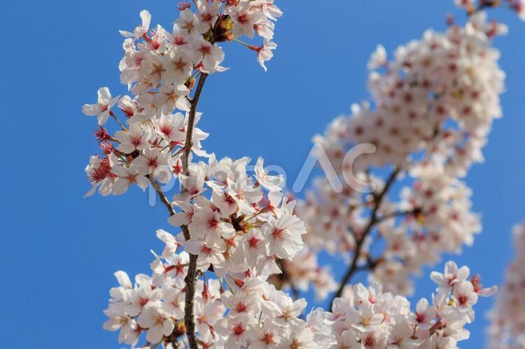 町田市、恩田川沿いの桜 桜,サクラ,さくらの写真素材