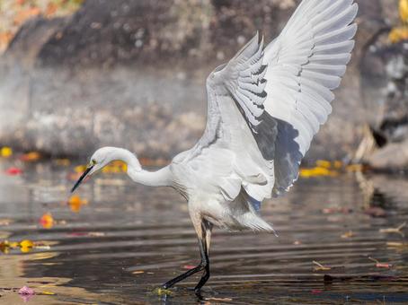 水辺のコサギ コサギ,鳥,野鳥の写真素材