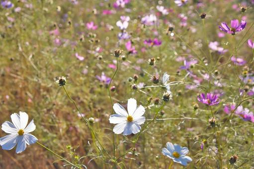 Photo, cosmos, background, natural, 