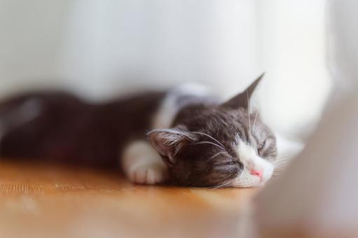 まどろむ猫の写真