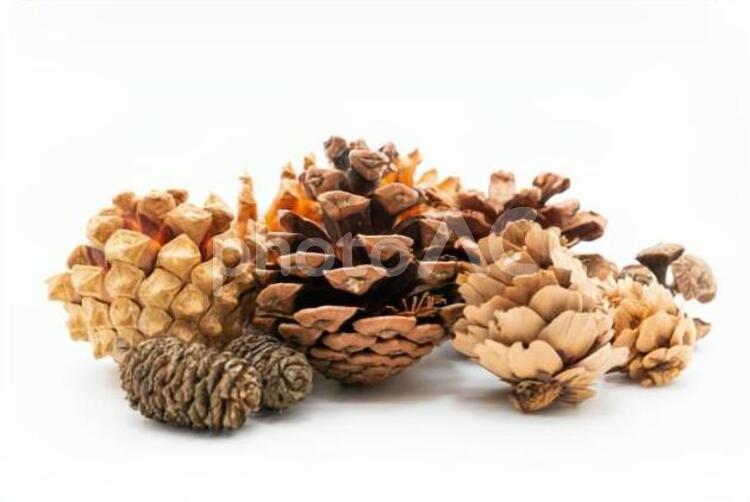 松ぼっくり　白背景 松ぼっくり,松かさ,種子の写真素材