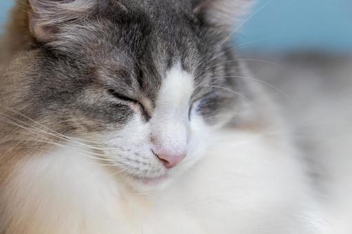 熟睡するふわふわの猫 猫,動物,ペットの写真素材