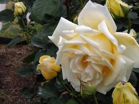 花・ミセス チャールズ ランプロウ 花・ミセス チャールズ ランプロウ 中之島公園,中之島バラ園,ばらの写真素材