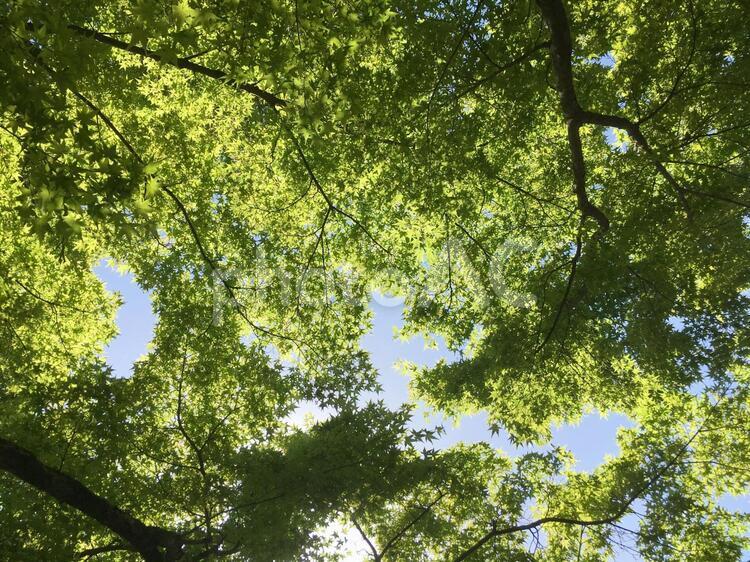 青もみじ 青もみじ,紅葉,空の写真素材