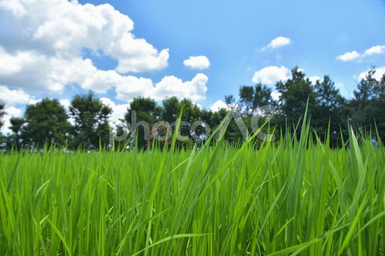 風景　夏の田んぼ 風景,夏,青空の写真素材