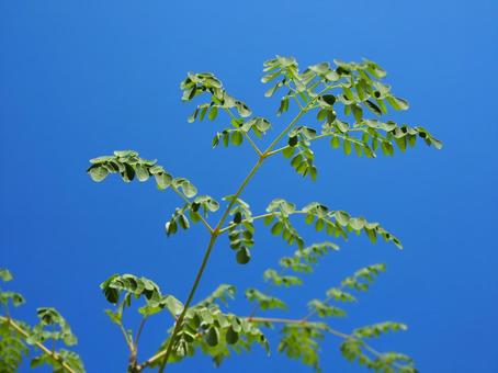モリンガ モリンガ モリンガ,リーフ,スーパーフードの写真素材
