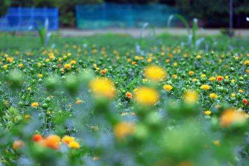 Photo, safflower hata, safflower, red, 