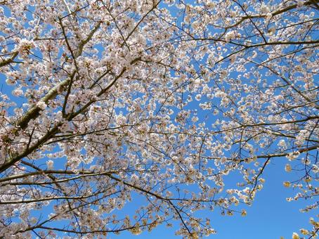春イメージ〜満開の桜の木 春イメージ〜満開の桜の木 サクラ,春イメージ,満開の写真素材