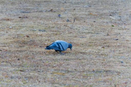 Photo, dobat, bird, wild bird, 