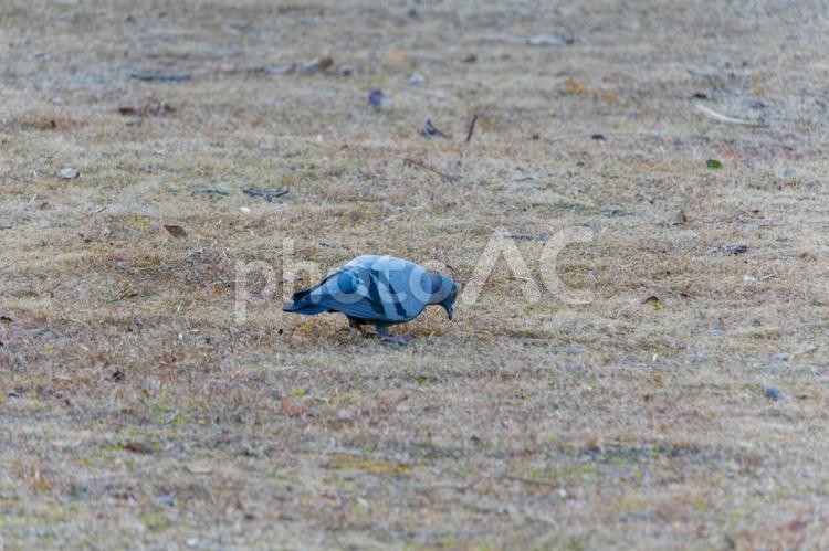 地面で餌を探すドバト ドバト,鳥,野鳥の写真素材