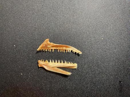 Photo, sawara, fish bone, bone, 