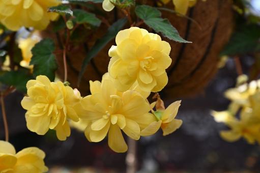 Begonia with many yellow flowers, begonia, yellow flowers, cute, JPG