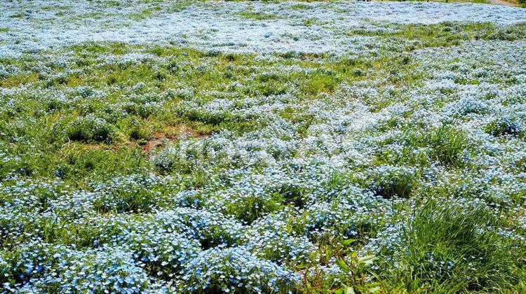 春のひたち海浜公園・ネモフィラ（茨城県） 春,ネモフィラ,国営ひたち海浜公園の写真素材