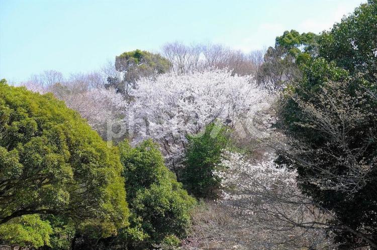 桜山公園　自然観察の森 桜,さくら,サクラの写真素材
