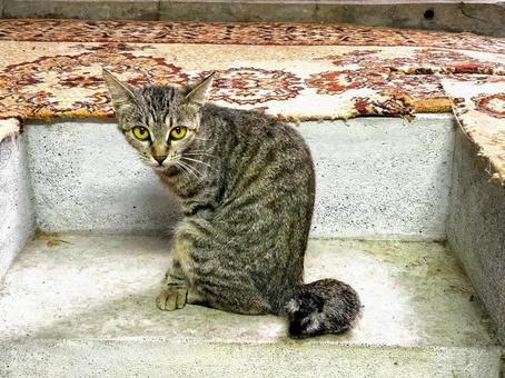 Stray cat with a key tail, JPG