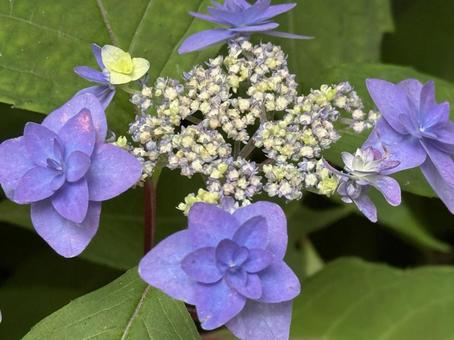 かわいい紫陽花 かわいい紫陽花の写真