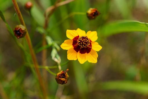 黄色いハルシャギクの花 黄色いハルシャギクの花の写真