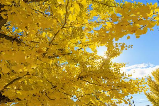 青空とイチョウの葉 イチョウ,銀杏,青空の写真素材