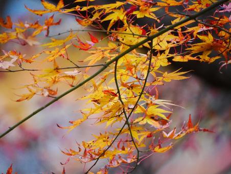 紅葉のアップ 日本,国内旅行,旅行の写真素材