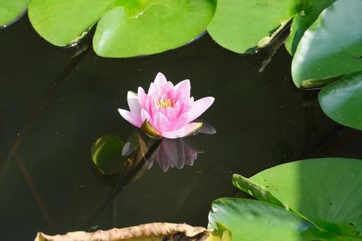 Water Lily, JPG