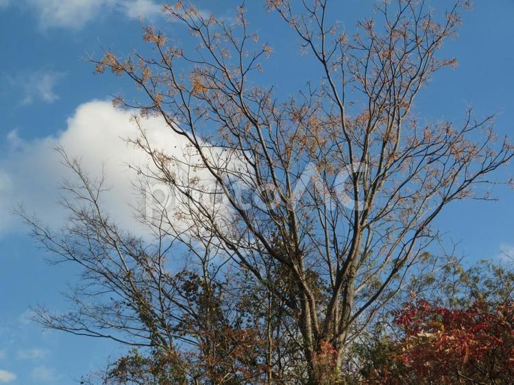青空と枯れ木 青空,風景,景色の写真素材
