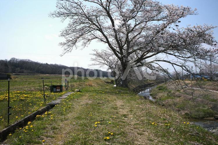 田園の桜 桜,たんぽぽ,川の写真素材