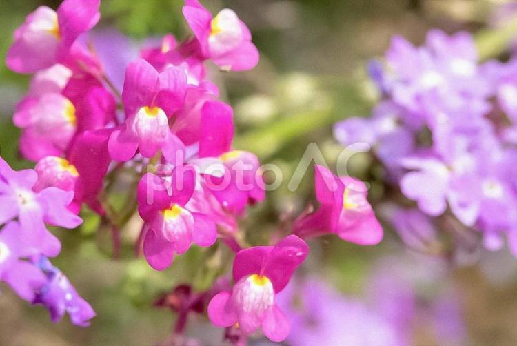 キンギョソウのクローズアップ 花,クローズアップ,ピンクの写真素材