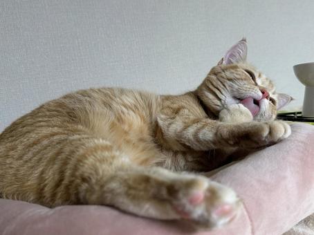 毛づくろい猫 毛づくろい猫の写真