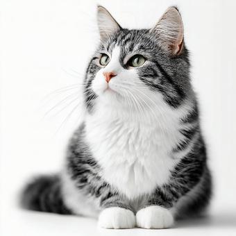 どこかを見つめる猫 どこかを見つめる猫の写真