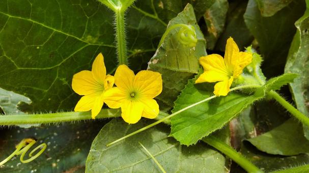 畑に咲いた黄色いメロンの花とつる 畑に咲いた黄色いメロンの花とつる 花,黄色い花,ウリ科の写真素材
