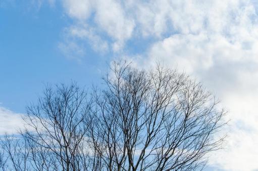 Silhouettes of deciduous trees against the winter sky, JPG Silhouettes of deciduous trees against the winter sky, JPG