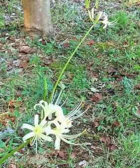 初秋の白い彼岸花 曼珠沙華 初秋の白い彼岸花 曼珠沙華の写真