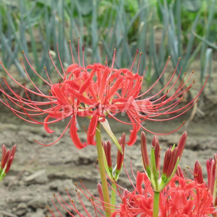 ネギ畑の周囲で開花したヒガンバナ ヒガンバナ,花,植物の写真素材