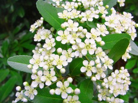 真っ白なピラカンサの花 真っ白なピラカンサの花 ピラカンサ,トキワサンザシ,タチバナモドキの写真素材