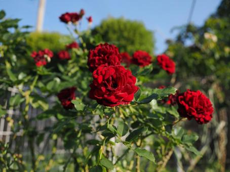 バラ園で赤い薔薇を撮った写真です バラ園で赤い薔薇を撮った写真です 花,薔薇,自然の写真素材