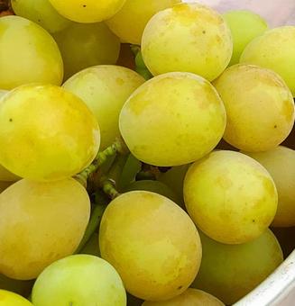 マスカットの写真