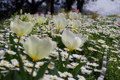 チューリップ 緑,若葉,春の写真素材